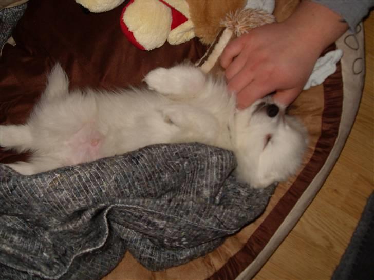 Japansk spids Riki billede 6