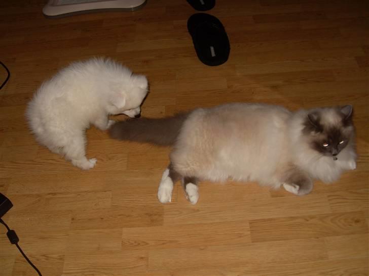 Japansk spids Riki billede 7