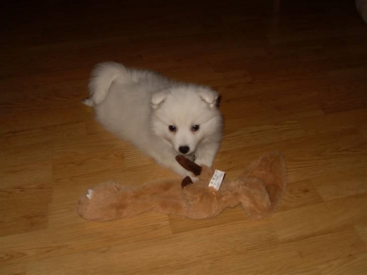 Japansk spids Riki billede 8