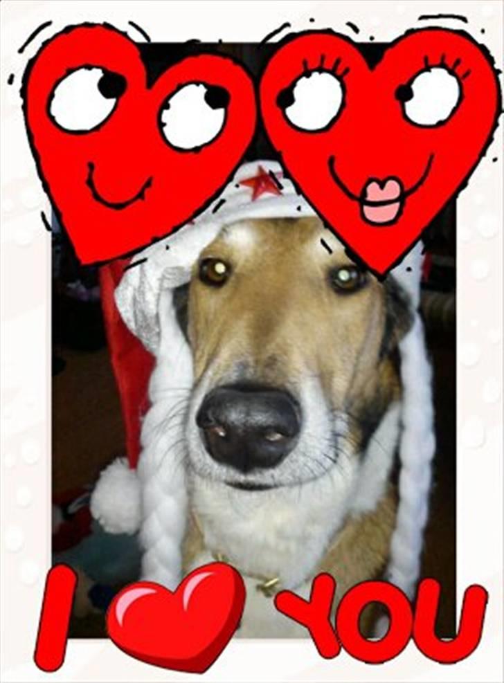 Collie korthåret Tuborg<3 billede 1