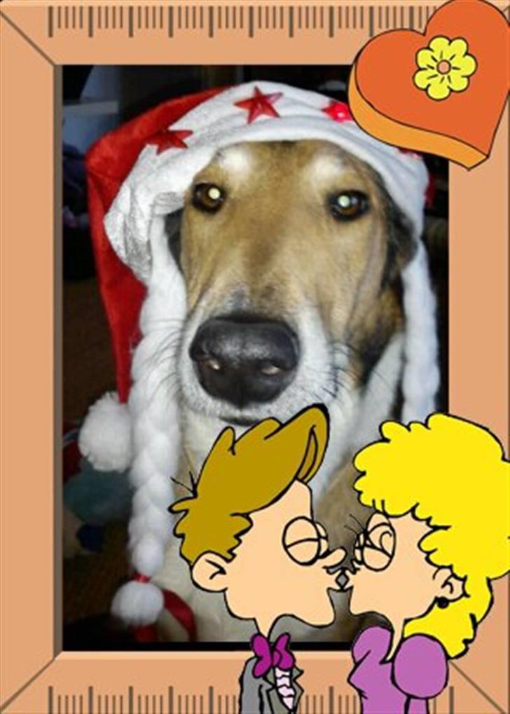 Collie korthåret Tuborg<3 billede 2