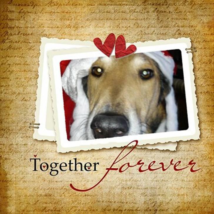 Collie korthåret Tuborg<3 billede 3