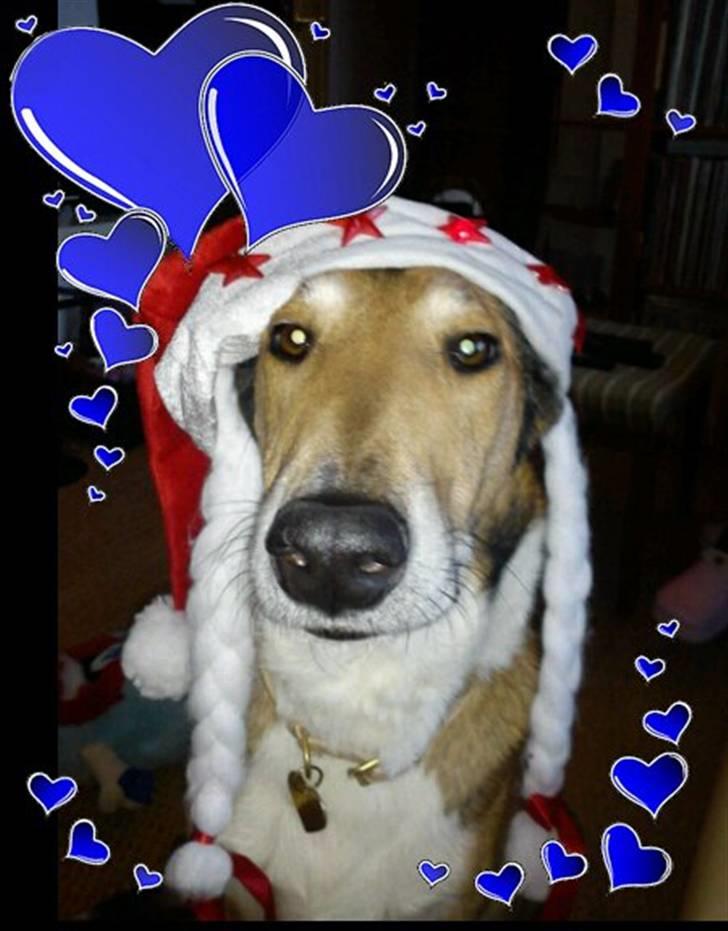 Collie korthåret Tuborg<3 billede 4