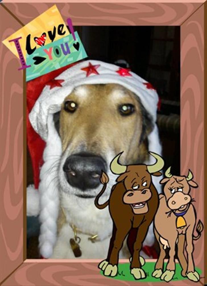 Collie korthåret Tuborg<3 billede 5