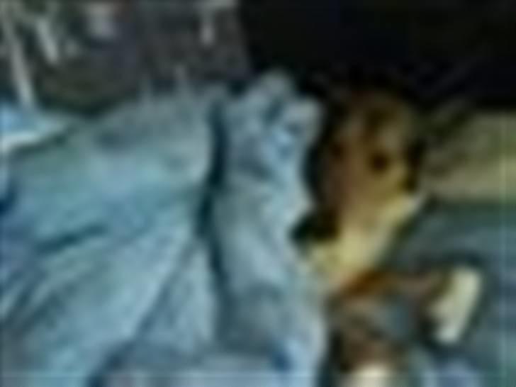 Collie korthåret Tuborg<3 billede 6