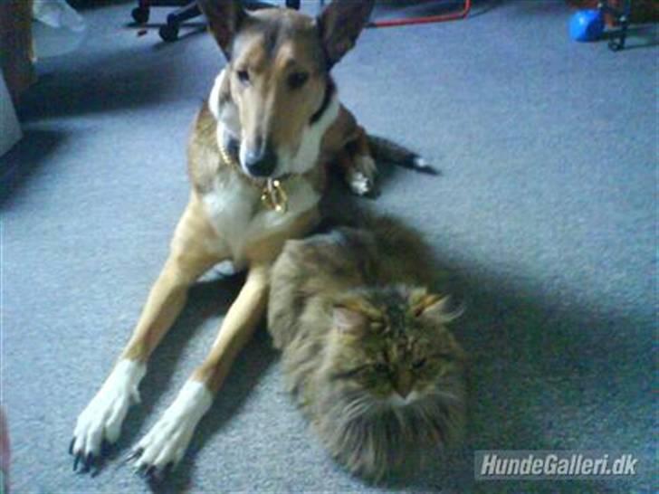 Collie korthåret Tuborg<3 billede 7