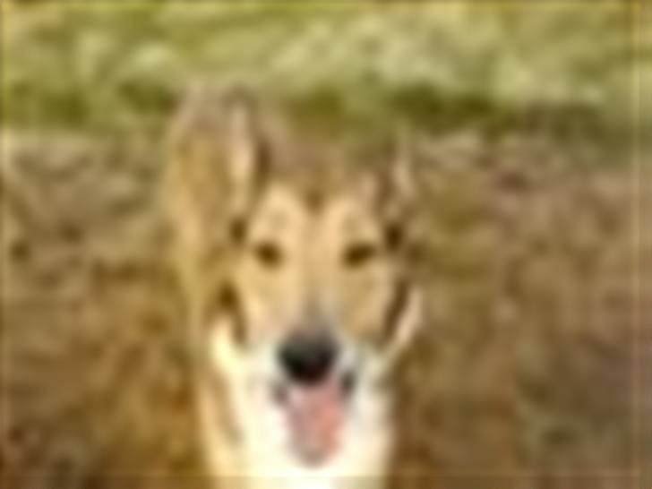 Collie korthåret Tuborg<3 billede 8