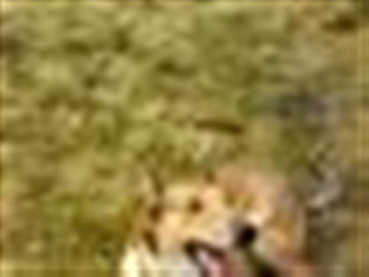 Collie korthåret Tuborg<3 billede 9