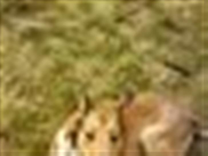 Collie korthåret Tuborg<3 billede 10