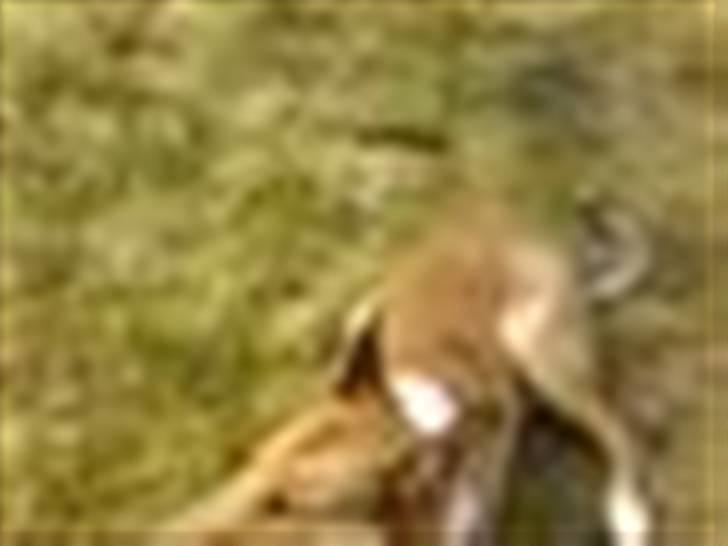 Collie korthåret Tuborg<3 billede 11