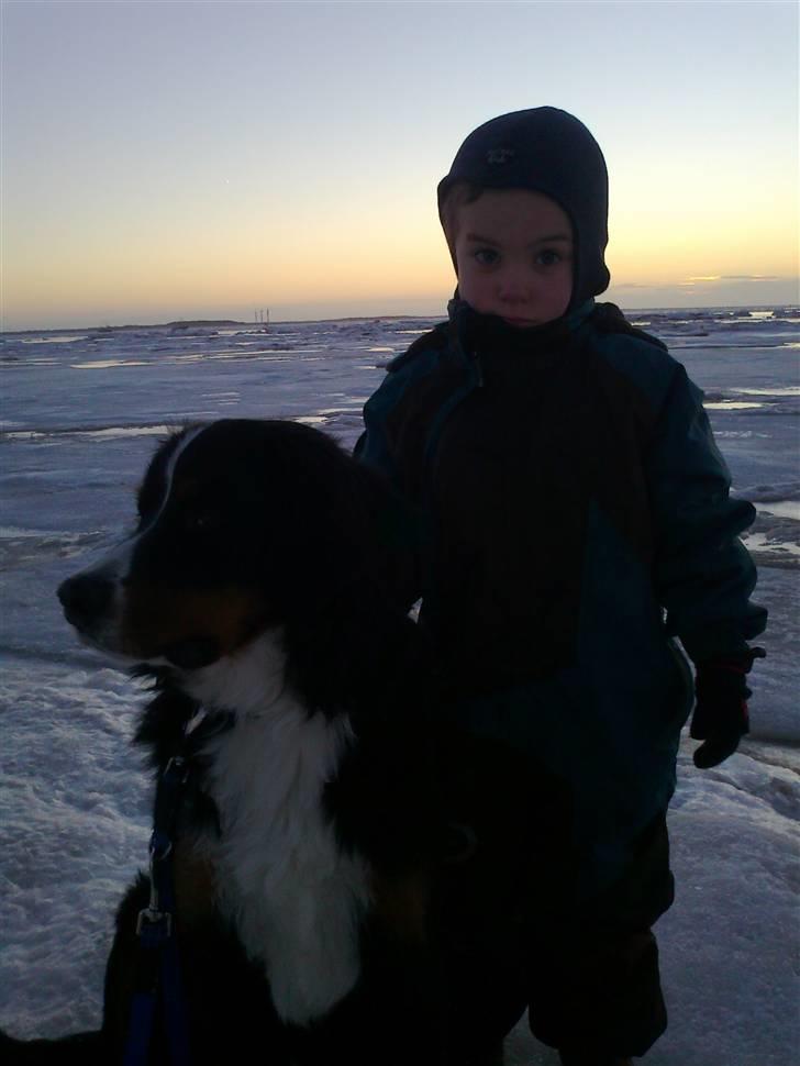 Berner sennenhund Canto - Jan 2011 på standen til solnedgang. billede 17