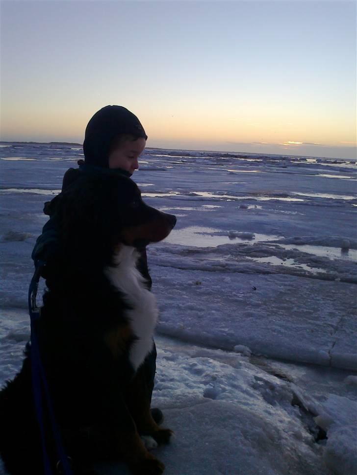 Berner sennenhund Canto - Jan 2011 Canto og min søn på stranden billede 18