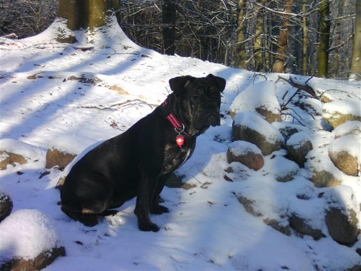 Olde english bulldogge coco  - 6 måneder billede 8