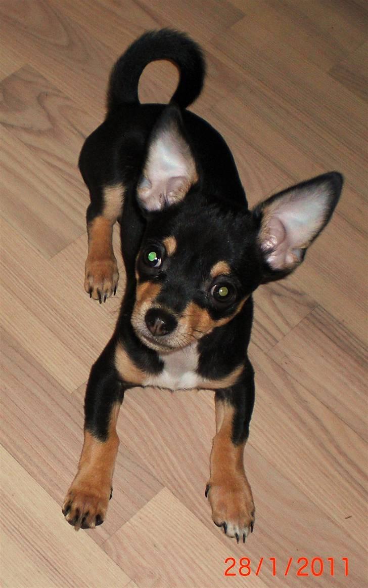 Chihuahua Fifi *RIP*  billede 19