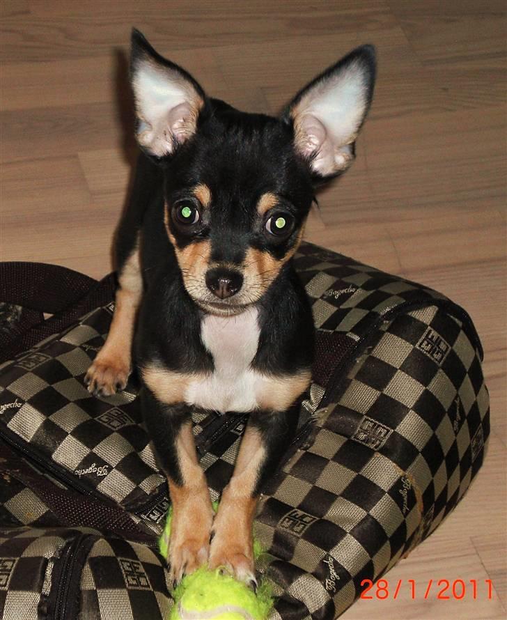 Chihuahua Fifi *RIP*  billede 20