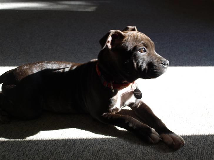 Staffordshire bull terrier Albert billede 13