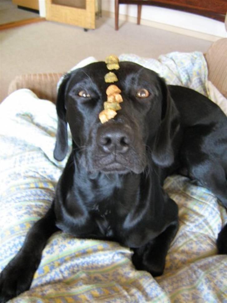 Blanding af racer Chang billede 11