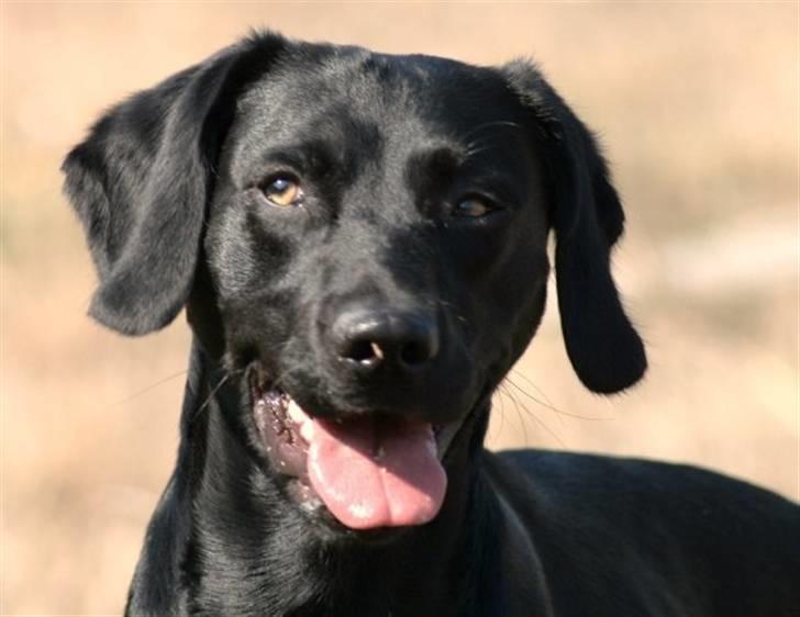 Blanding af racer Chang billede 12