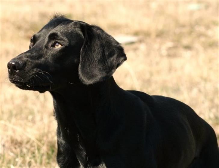 Blanding af racer Chang billede 13