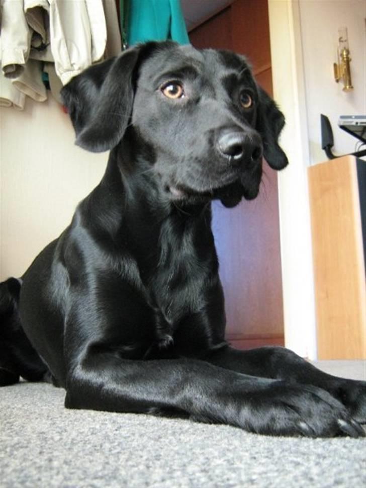 Blanding af racer Chang billede 14