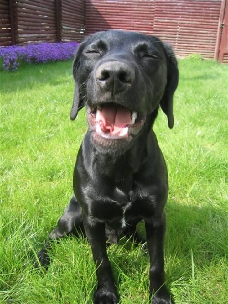 Blanding af racer Chang billede 15