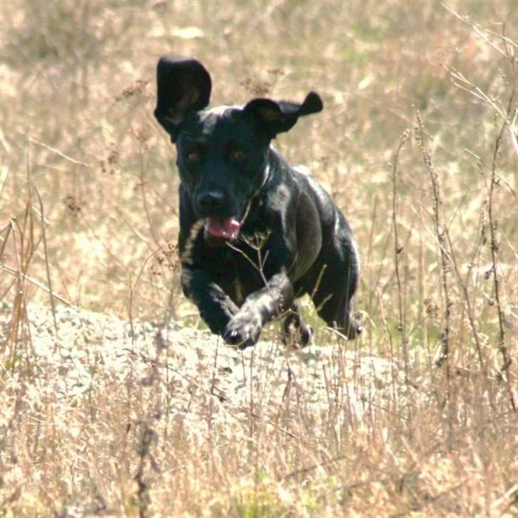 Blanding af racer Chang billede 16