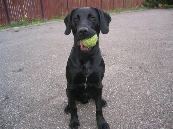 Blanding af racer Chang billede 17