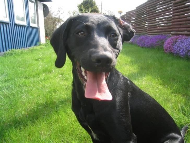 Blanding af racer Chang billede 18