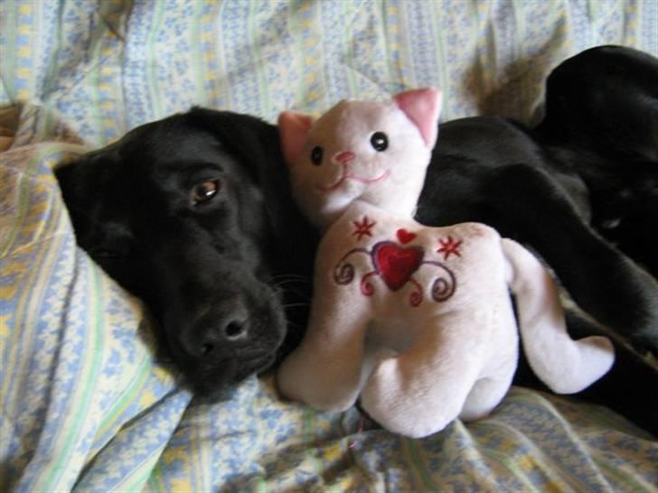 Blanding af racer Chang billede 19