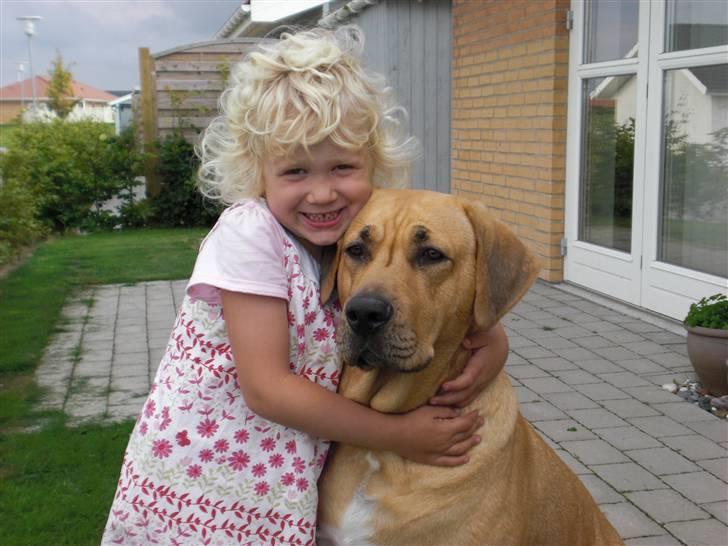 Broholmer Luka billede 9