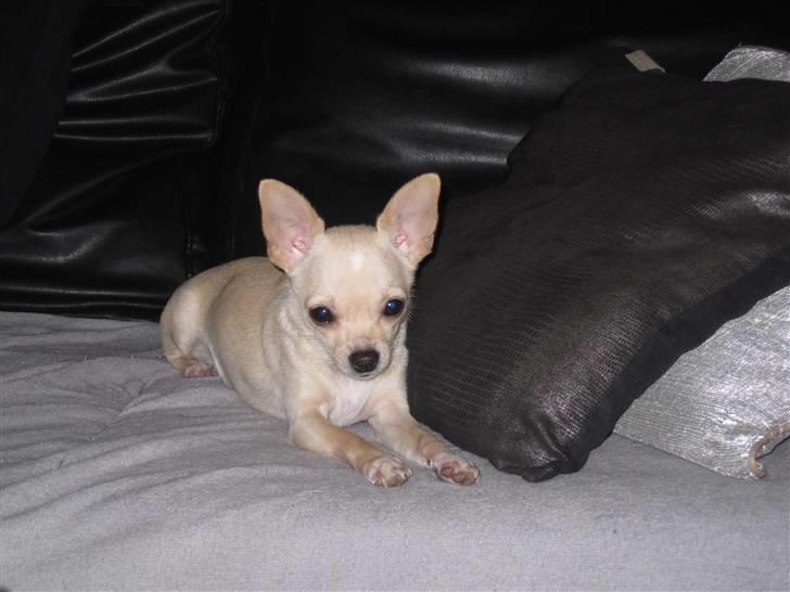 Chihuahua -.::.PaYa.::. billede 18