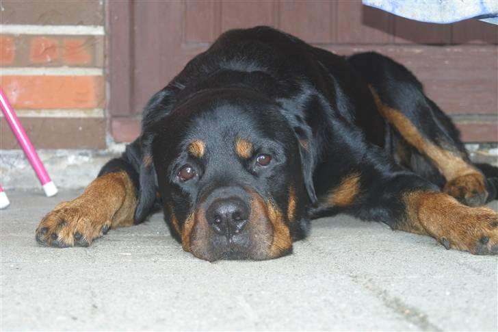 Rottweiler Sinopes Eridani-Zaurak billede 1