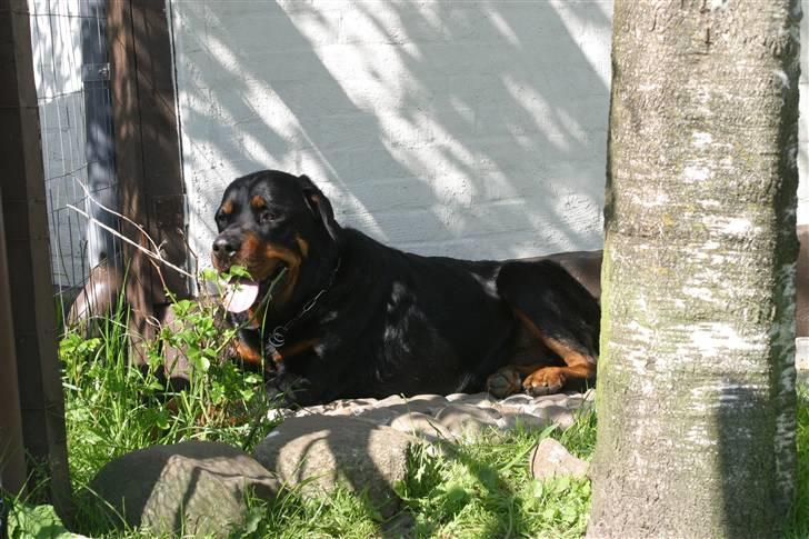 Rottweiler Sinopes Eridani-Zaurak billede 2