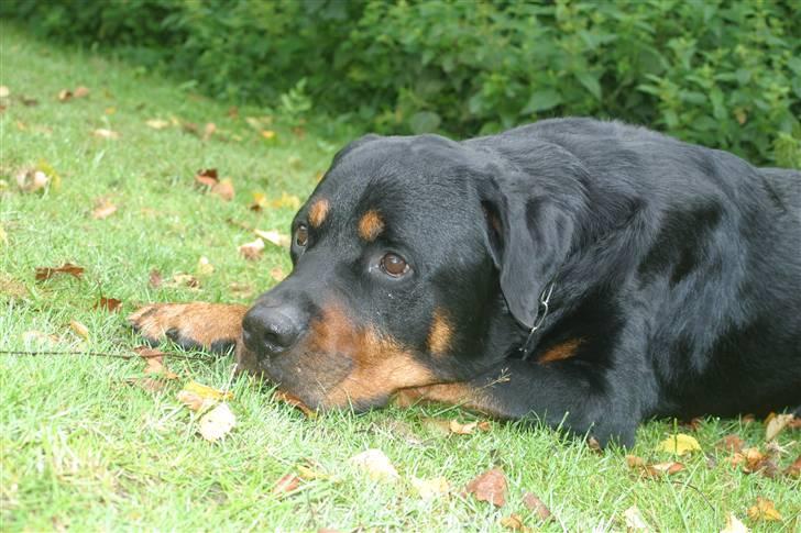 Rottweiler Sinopes Eridani-Zaurak billede 3