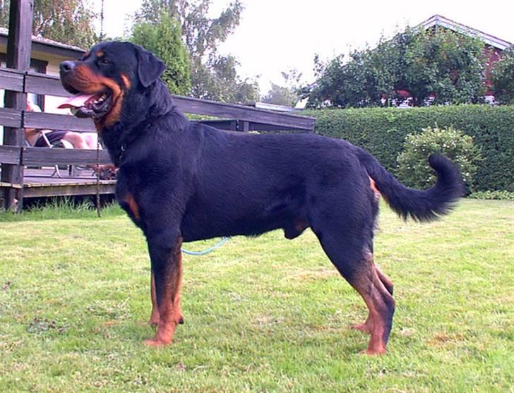 Rottweiler Sinopes Eridani-Zaurak billede 6