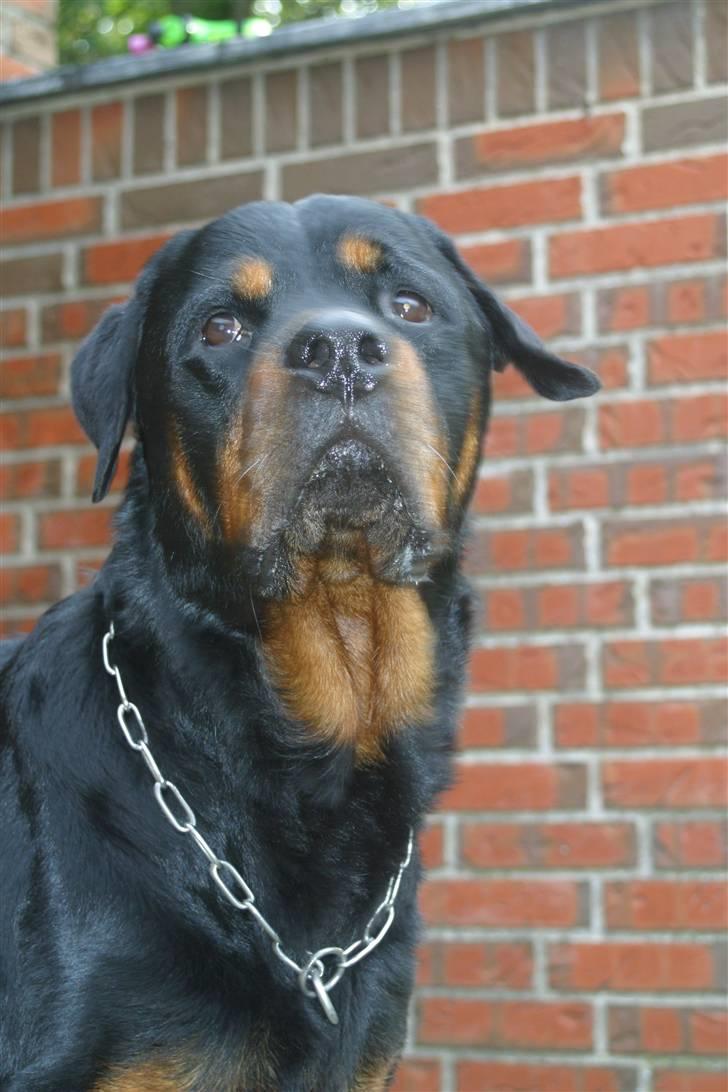 Rottweiler Sinopes Eridani-Zaurak billede 9