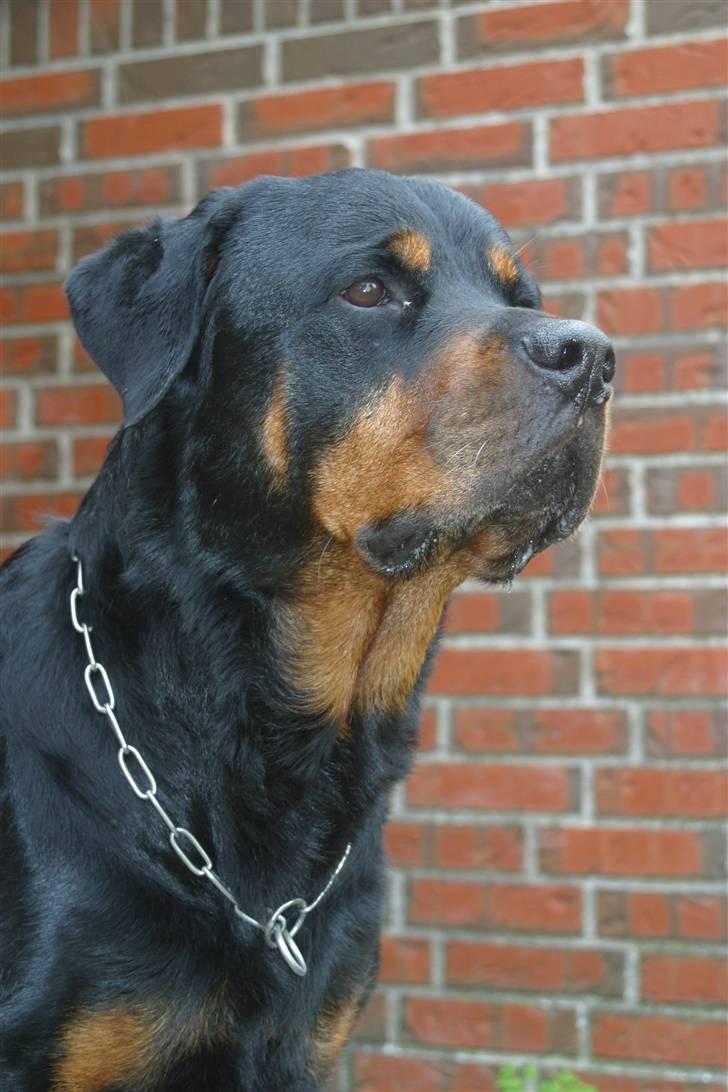 Rottweiler Sinopes Eridani-Zaurak billede 10