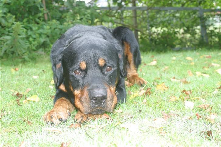 Rottweiler Sinopes Eridani-Zaurak billede 11