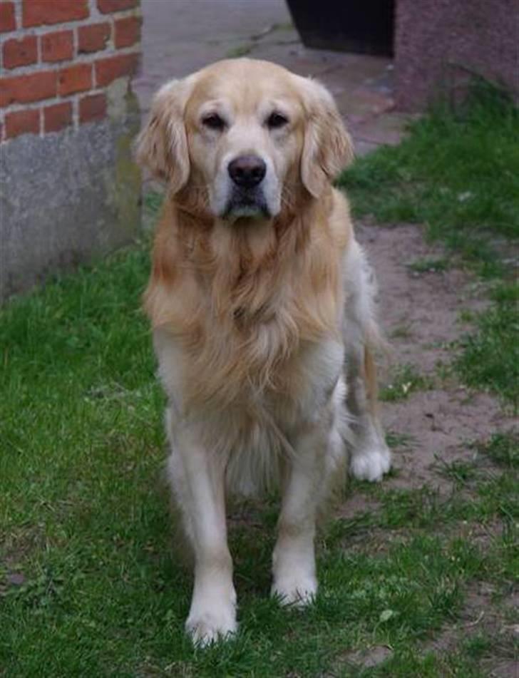 Golden retriever Landie billede 7