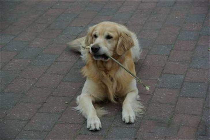 Golden retriever Landie billede 8