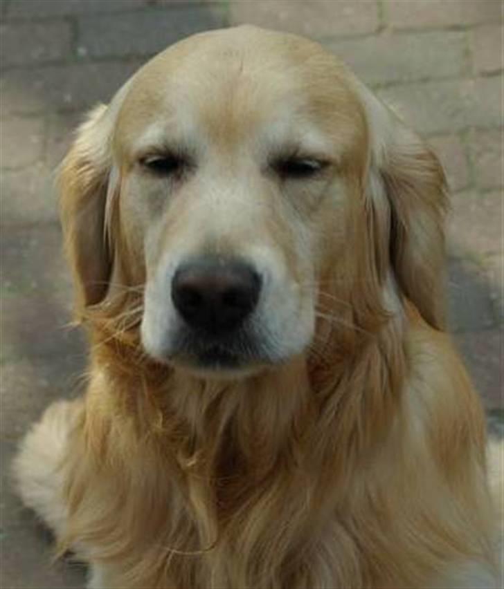 Golden retriever Landie billede 9