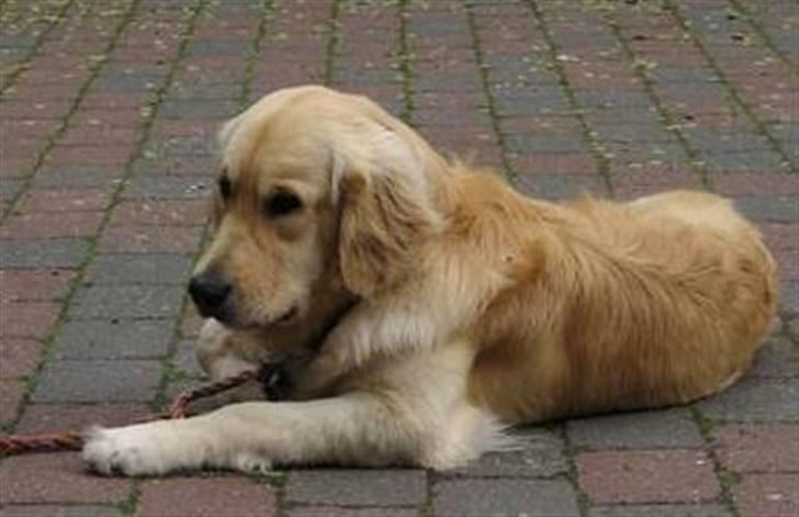 Golden retriever Landie billede 10