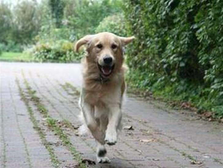 Golden retriever Landie billede 11