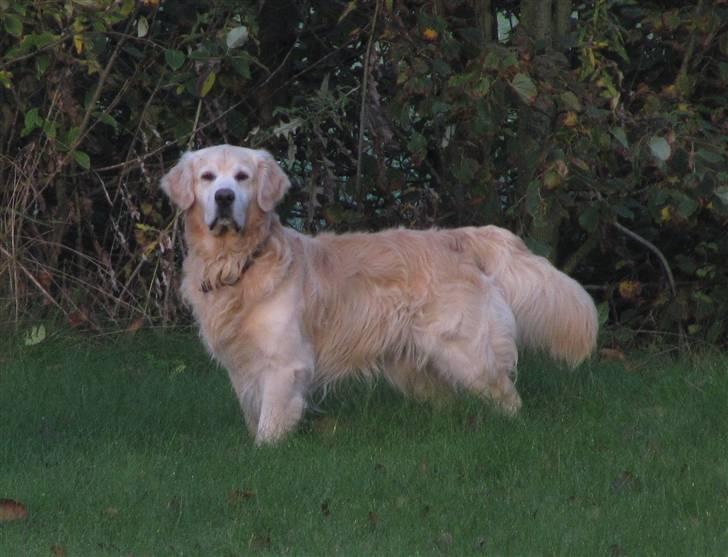 Golden retriever Landie billede 12
