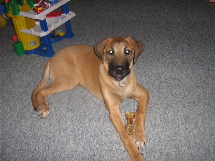 Blanding af racer fie billede 1