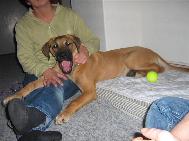 Blanding af racer fie billede 2