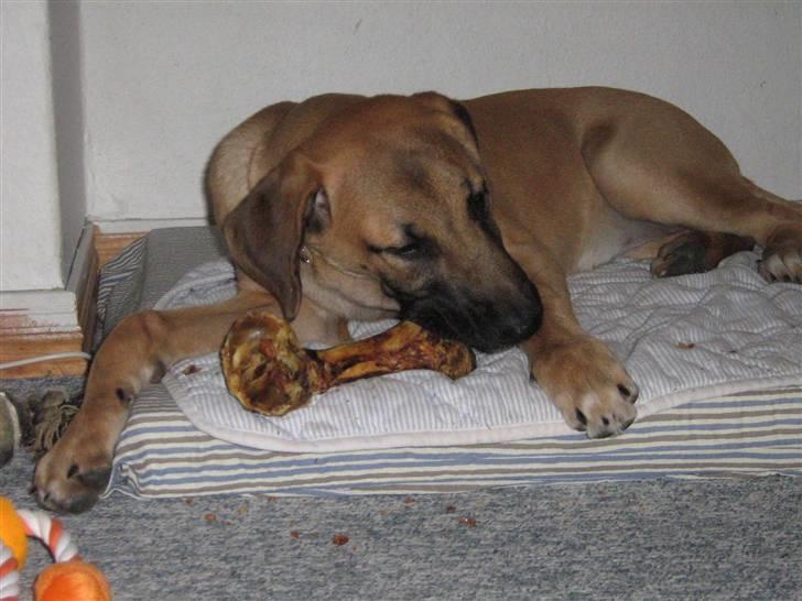 Blanding af racer fie billede 3