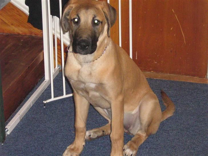 Blanding af racer fie billede 4