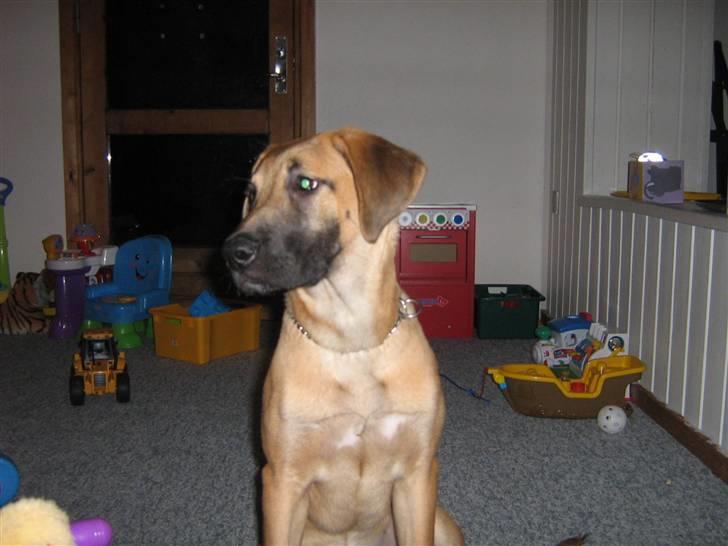 Blanding af racer fie billede 5