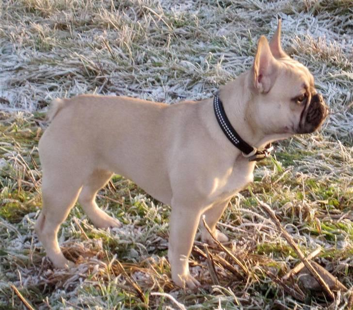 Fransk bulldog silldorff´s Papaya(freja) billede 14